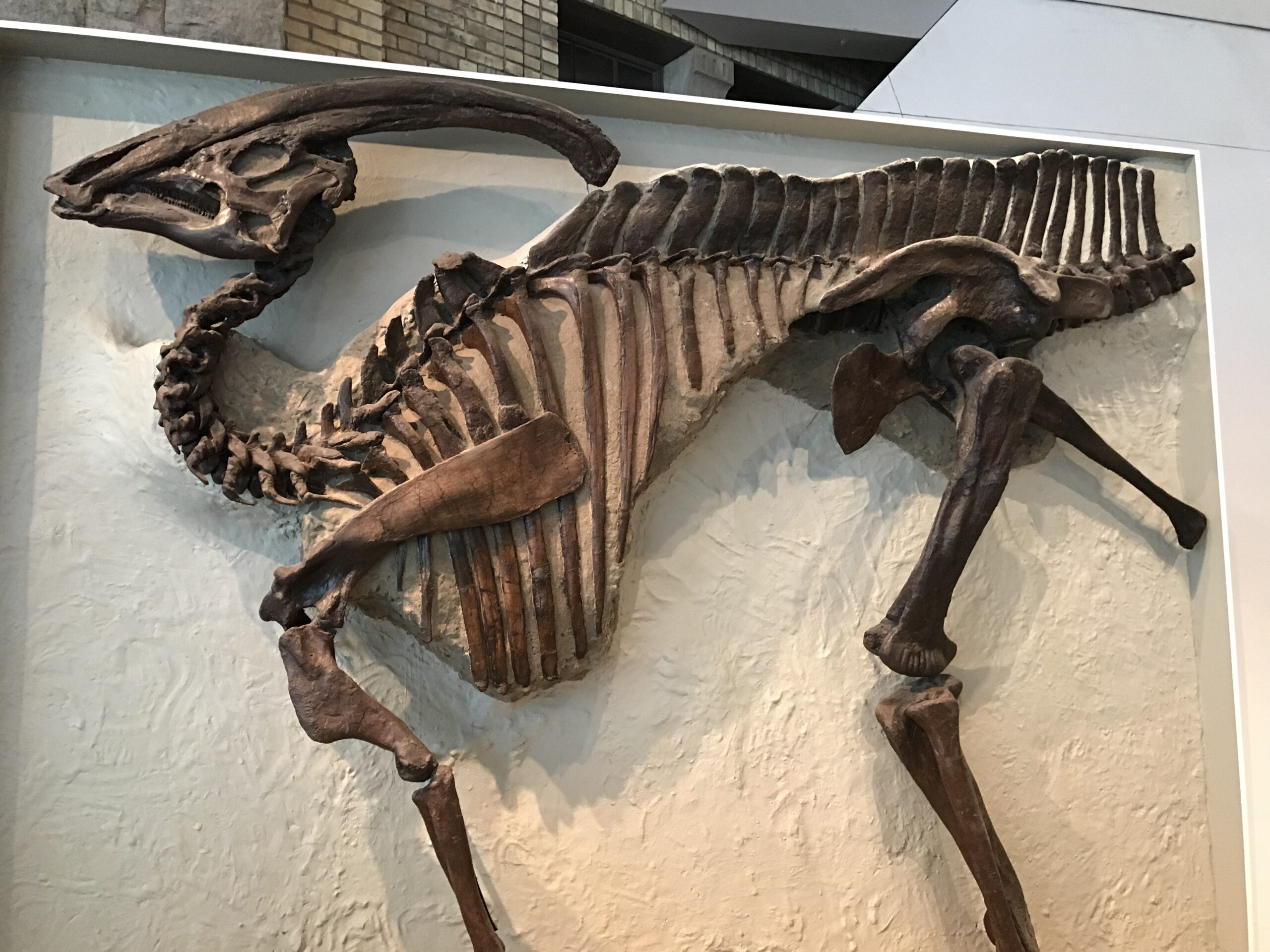 Patologie ed enigmi (risolti e non) di un celebre adrosauro